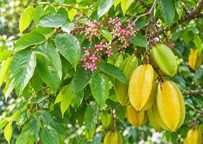 Những lưu ý khi tắm lá ở người viêm da cơ địa